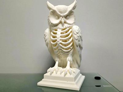 Owl
