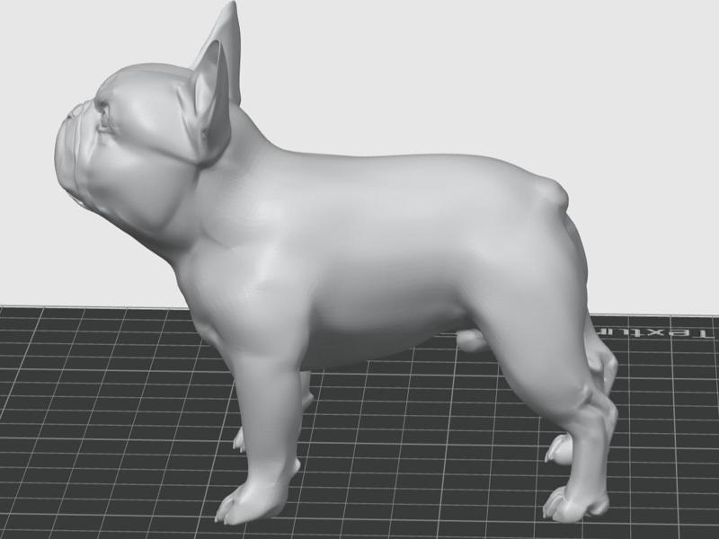 large french bulldog