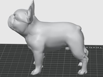 large french bulldog