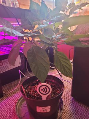 RFID Plant Tag