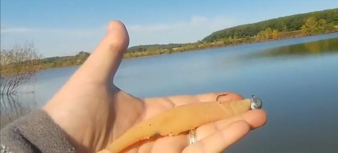 LS 200 - SHAD - SOFT LURE - FREE