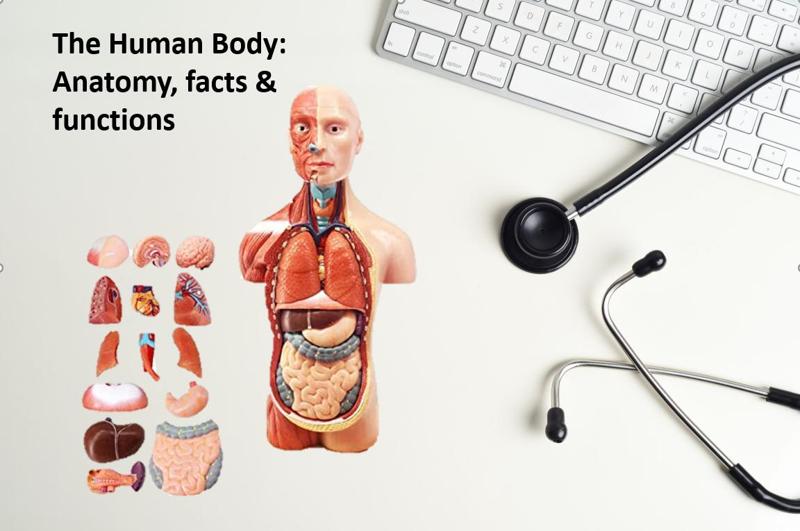 Mini Menschlicher torso