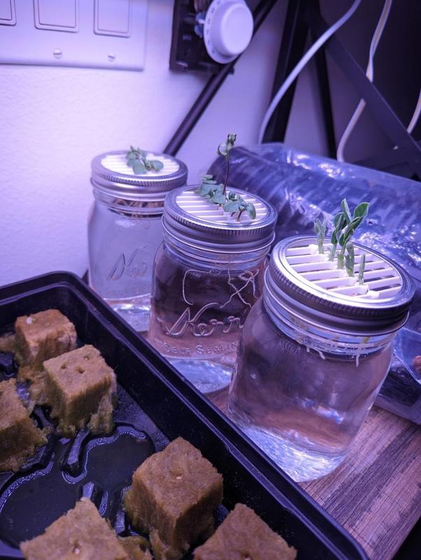 Hydroponic Mason Jar Sprout Holder
