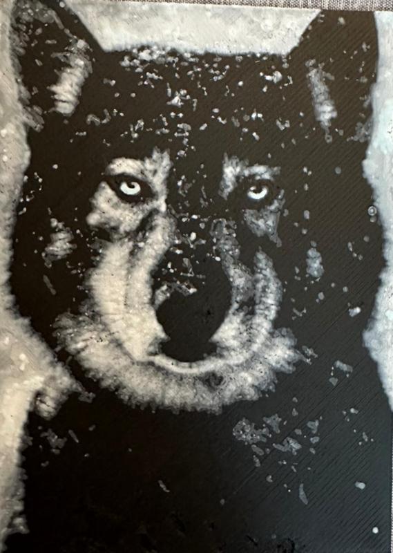 Hueforge of Togo Agouti Siberian Husky