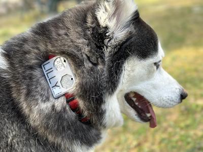 Pet Tag - Jingle Free