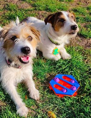 Dog puzzle