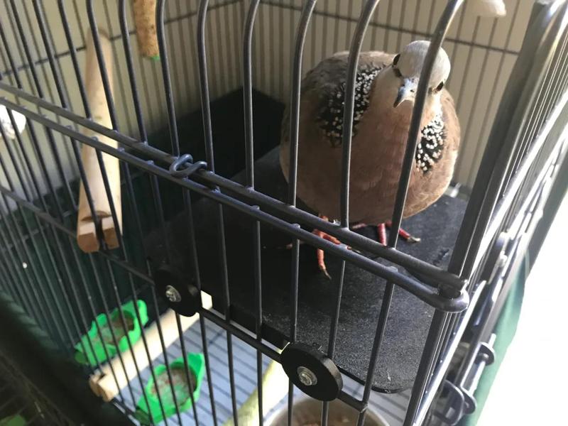 Dove / Pigeon Flat Perch   