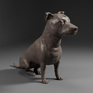 Terrier Dachshund SRD - DOG PET 03