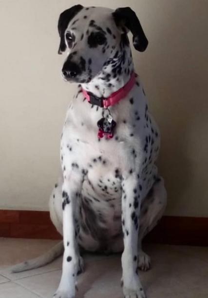 Dalmata IDENTIFICATION OR KEY CHAIN