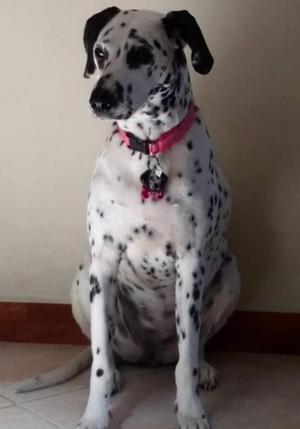 Dalmata IDENTIFICATION OR KEY CHAIN