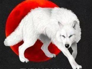 White_Wolf