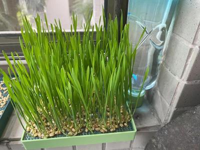 Automatic Water-Retaining Cat Grass Planter