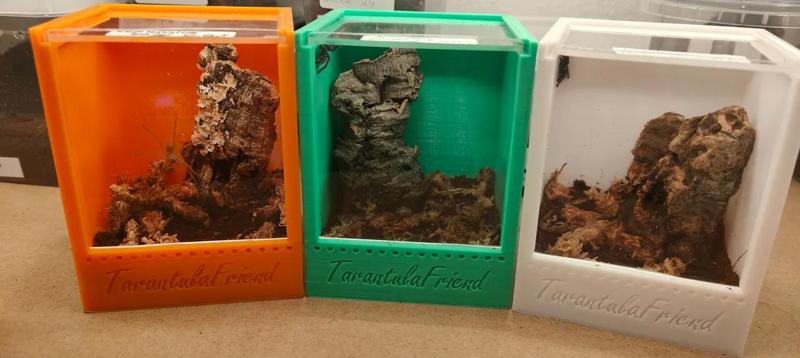 Small Spider Terrarium   