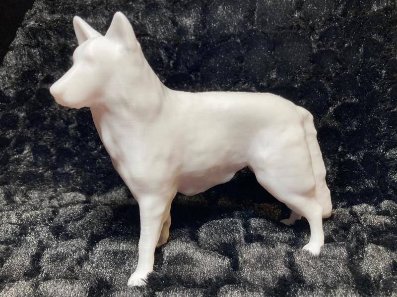 White Shepherd Akiro