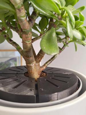 Anticat plant protector   