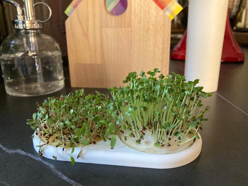 Kresse/Samen Brettchen<> Sprouts seeding plate