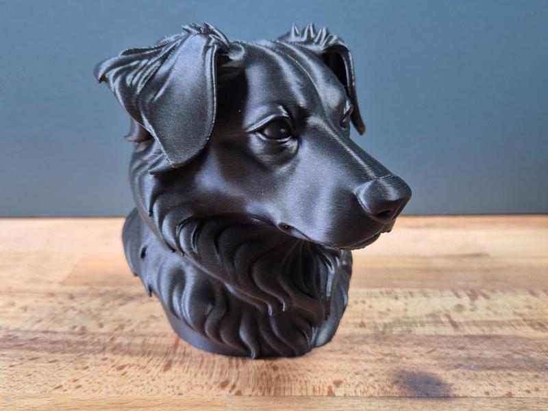 Miniature American Shepherd Bust
