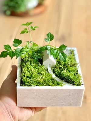 Zen Moss Planter House / 2 Versions