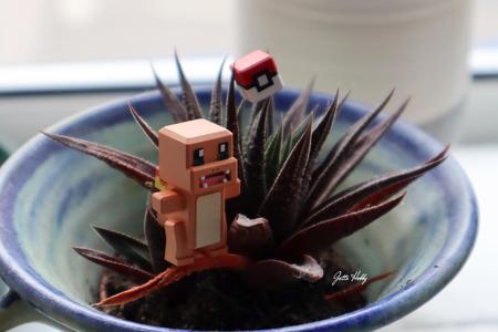 Pokemon Quest - 004 Charmander