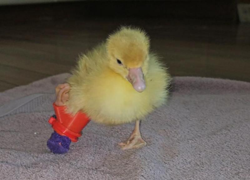 Twisted Leg Prosthetic for Ducks