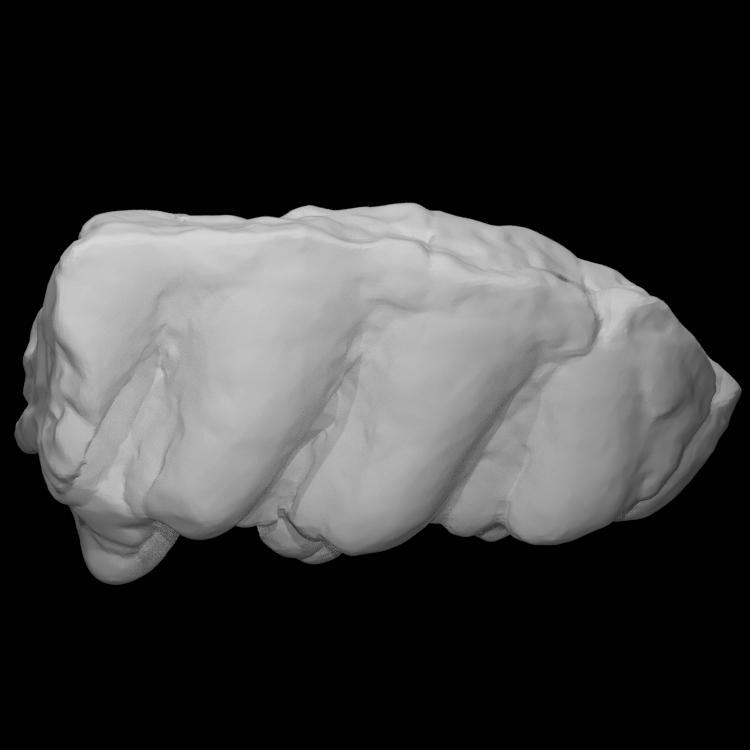 Gomphothere Molar
