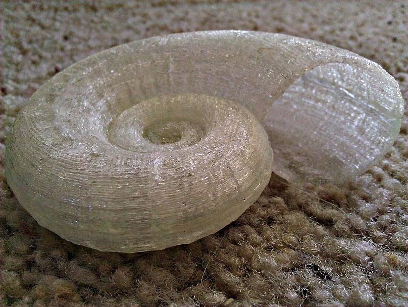 OpenSCAD Nautilus Shell