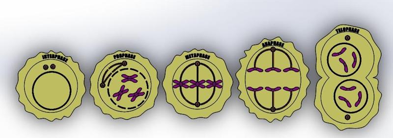 Model Phases of Mitosis
