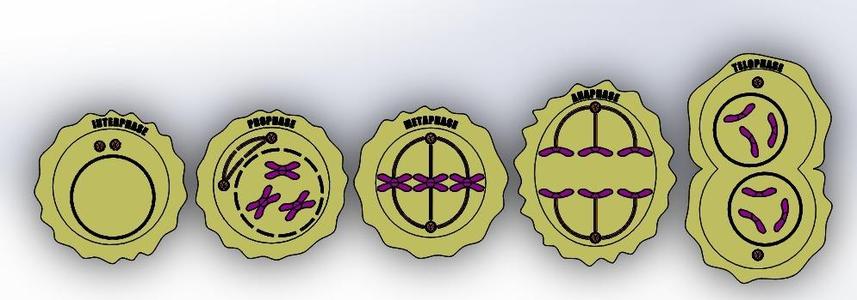Model Phases of Mitosis