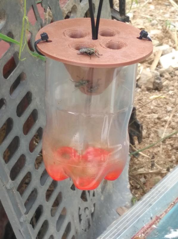 fly trap,wasp trap,pest trap