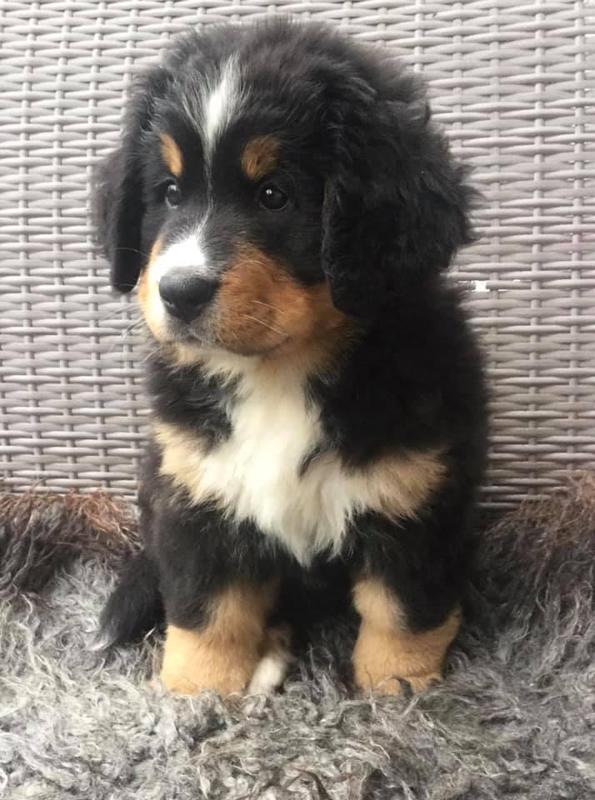 Bernese mountaindog puppy silhouette portrait