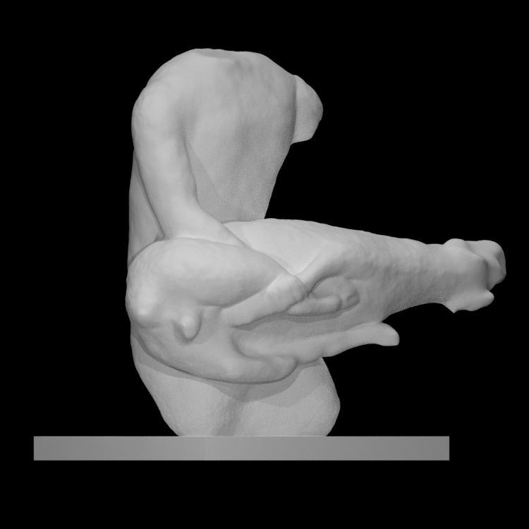 Torso of a male votary holding a ram