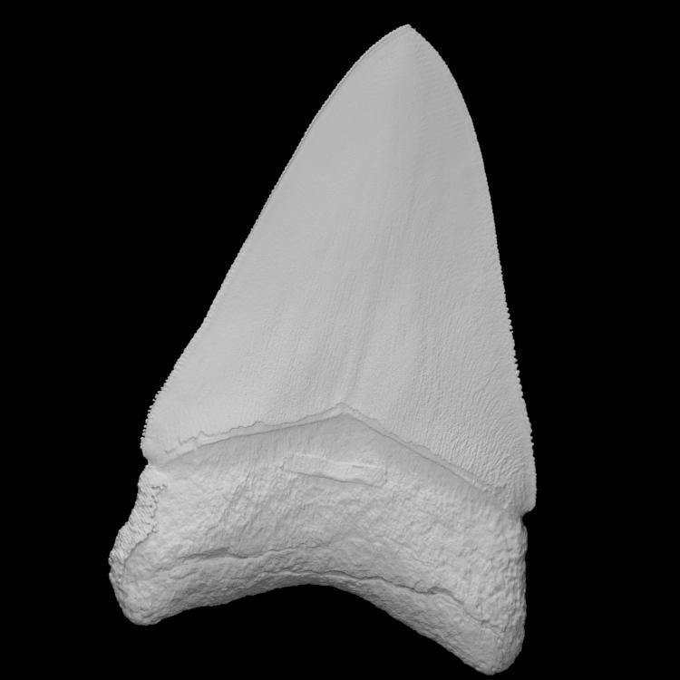 Megalodon fossil shark tooth