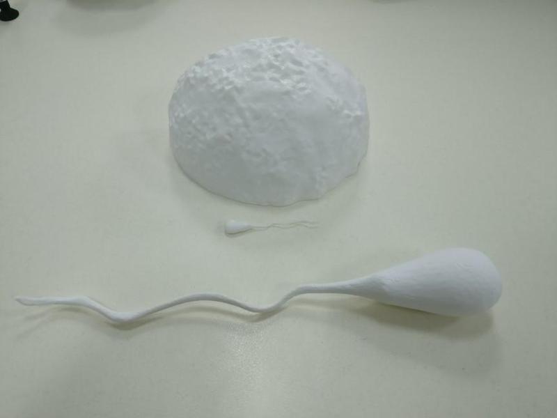 E3D+VET exercise: Fertilization of the ovum and maturation