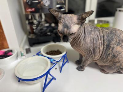 Feeder for your pets without supports