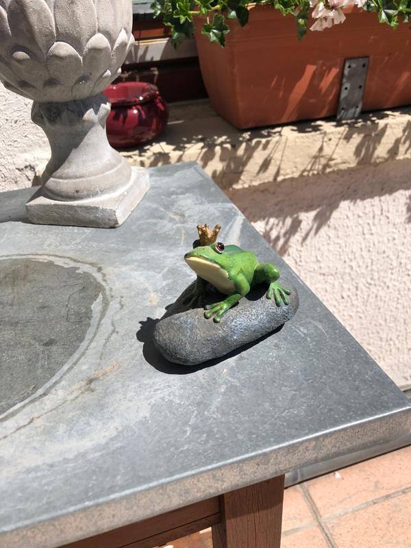 Frog on a stone