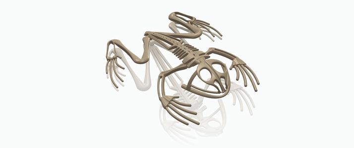 Frog skeleton
