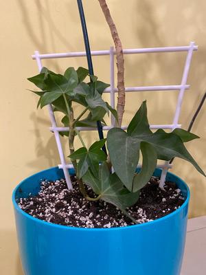 Basic Plant Trellis