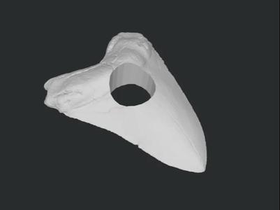 Realistic Shark Tooth Bead