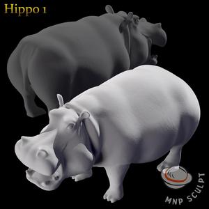 Hippo 1