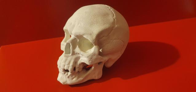 Skull
