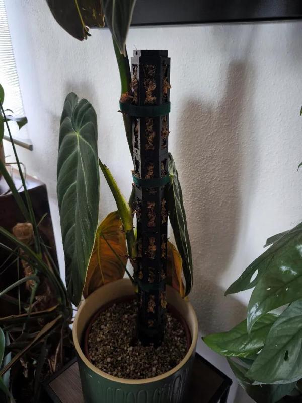 Moos Stab für Pflanzen   