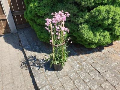 Plant support Ø200mm