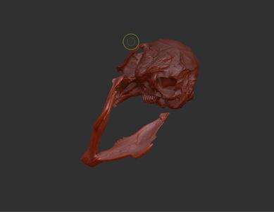 Rabbit skull scan