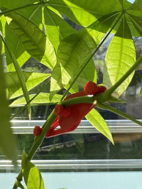 LST Low Stress Training Plant   