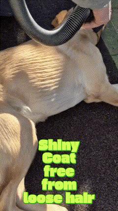 Doggyvac: The Ultimate Pet Hair and Massage Solution   