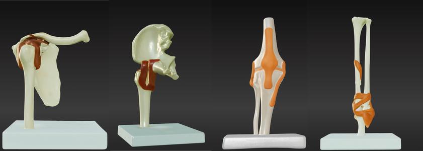 3D Joint Anatomy Model Set with Stand - 4 pack