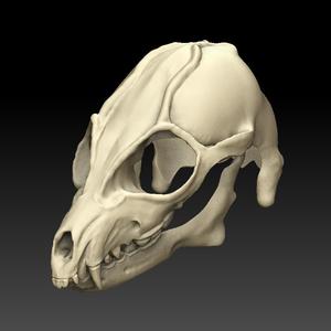 Mask Head Wolf