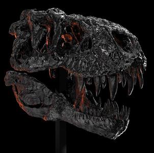 Tyrannosaurus Rex "Tristan Otto" Skull