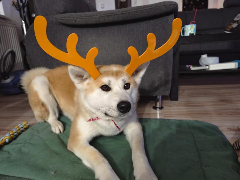 Dog antlers