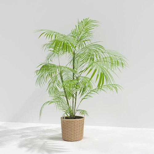 A plant model